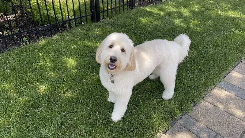 Reference photo before AI prank — Dog mischief